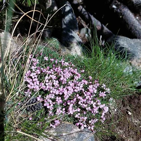 A10 Gardens شقة بوروفتس