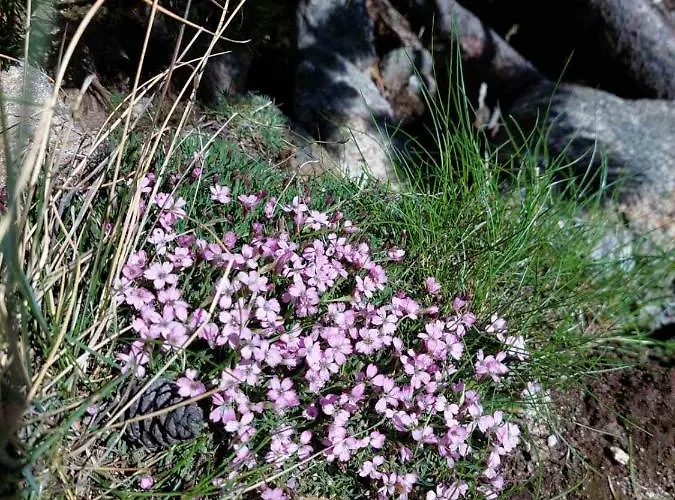 A10 Gardens Апартамент Боровец